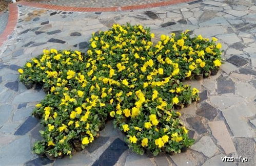 這種花卉,欣賞價值高,一株苗上開出3色花,養(yǎng)上一盆居家添點(diǎn)色