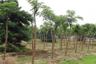 遼寧銀杏小苗零售