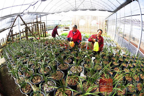 圖文 花卉種植促增收