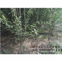 河北定州永征苗圃場