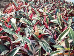 中山市綠藝園花木場 廣東省中山市橫欄三沙花木基地內 各種袋裝苗木 多種陰生苗木 各種綠化樹 各種袋裝球形產品,承接大小綠化工程 產品展廳