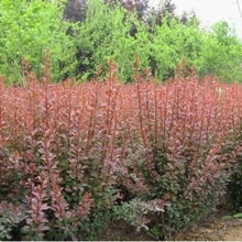 批發工程綠化苗木紅葉小檗工程苗