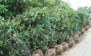 供應(yīng)石楠球.苗木手機13865993931_農(nóng)副產(chǎn)品_世界工廠網(wǎng)中國產(chǎn)品信息庫