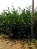 泰安劃算的榆葉梅供應:臨沂榆葉梅-山東科大苗木基地提供泰安劃算的榆葉梅供應:臨沂榆葉梅的相關介紹、產品、服務、圖片、價格山東3公分銀杏苗基地促銷裝歡迎咨詢136【4538】6501、百日紅、櫻花、白皮松、紅楓、法桐、