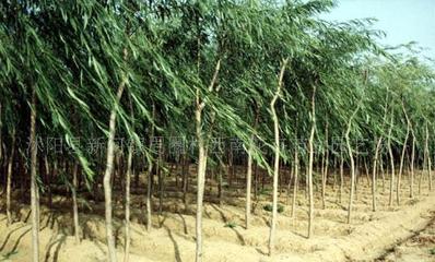 【法桐、櫻花、桂花、龍柏、垂柳--綠化苗木!】價格_廠家_圖片 -