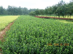 芝櫻批發(fā)商 供應山東有品質(zhì)的苗木,芝櫻批發(fā)商 供應山東有品質(zhì)的苗木生產(chǎn)廠家,芝櫻批發(fā)商 供應山東有品質(zhì)的苗木價格