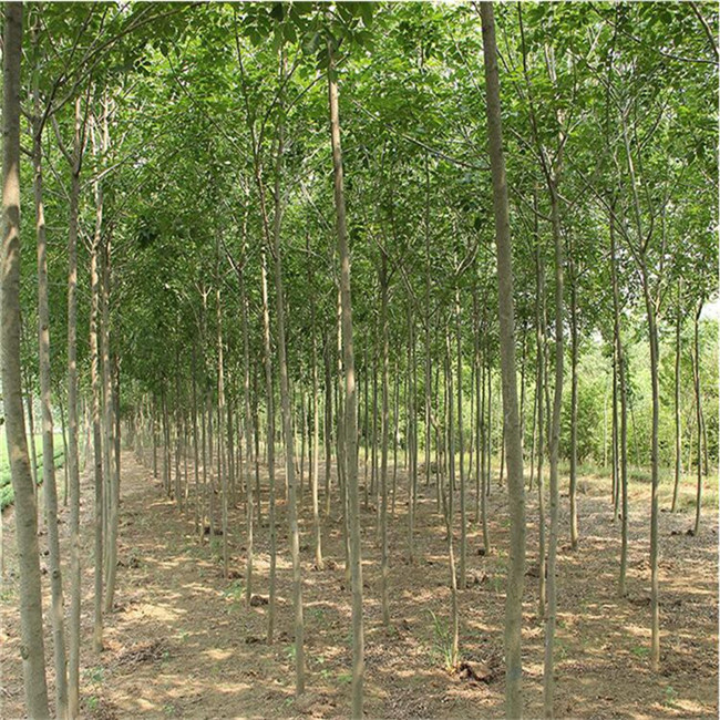 自產(chǎn)綠化苗木 白蠟基地 現(xiàn)場起苗 庭院室外種植樹 白蠟苗 速生白蠟樹苗圖片_高清圖_細節(jié)圖-肥城市富順家庭農(nóng)場