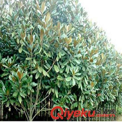 供應花卉綠化工程苗 廣玉蘭小苗批發 2-3-5-8-10公分-沭陽縣萬花軒苗圃提供供應花卉綠化工程苗 廣玉蘭小苗批發 2-3-5-8-10公分的相關介紹、產品、服務、圖片、價格沭陽縣萬花軒苗圃、綠化苗木;果樹;盆景;種子;承接綠化工程