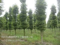 【金絲楠木上哪家買比較好--小葉楨楠供應(yīng)圖片】金絲楠木上哪家買比較好--小葉楨楠供應(yīng)圖片大全 -