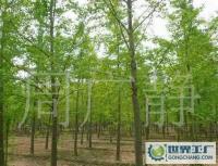 最低價(jià)銷售銀杏樹(shù)、嫁接銀杏樹(shù)、實(shí)生銀杏樹(shù)[供應(yīng)]_綠化苗木_世界工廠網(wǎng)中國(guó)產(chǎn)品信息庫(kù)