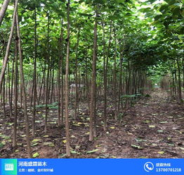 河北楸樹(shù) 盛霖專業(yè)供應(yīng)苗木 楸樹(shù)價(jià)格