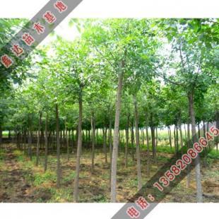 出售胸徑10厘米的速生白蠟_農(nóng)副產(chǎn)品_世界工廠網(wǎng)