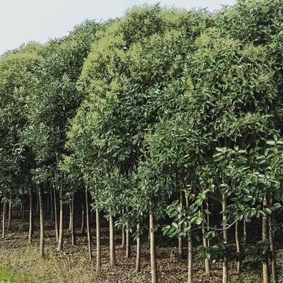 綠化苗木新街女貞8公分_安慶8公分大葉女貞上車價(jià)