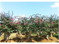 瀏陽柏湖苗木專業合作社產品展示