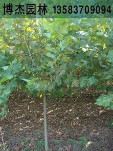 2公分法桐小苗河北唐山法桐樹價格