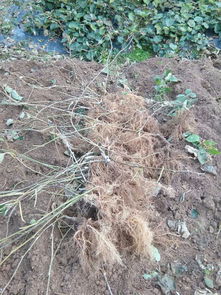 沈陽海沃德獼猴桃樹苗官網(wǎng)網(wǎng)站