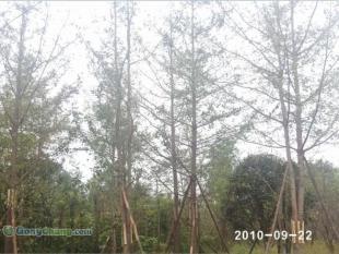 供應(yīng)成都哪里有樸樹苗木,成都銀杏苗木價(jià)格,美森園藝_農(nóng)副產(chǎn)品_世界工廠網(wǎng)中國(guó)產(chǎn)品信息庫