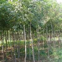 欒城縣益民草坪苗木種植基地 草坪,石家莊草坪,苗木,河北草坪,早熟禾,高羊茅,金葉女貞,膠東