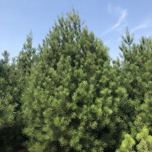 2020綠化苗木價格 報價 綠化苗木批發 第2頁 園林網