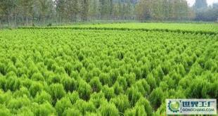 苗木-花木、柏球、花柏球、蜀檜球、大葉黃楊_農(nóng)副產(chǎn)品_世界工廠網(wǎng)中國產(chǎn)品信息庫