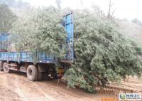 出售占地白皮松等&middot;&middot;&middot;&middot;&middot;&m[供應]_綠化苗木_世界工廠網(wǎng)中國產(chǎn)品信息庫