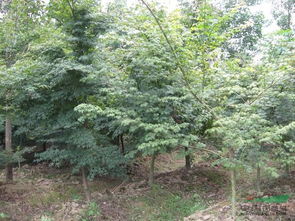 企業(yè)動態(tài) 江西奉新縣豐盛苗木場