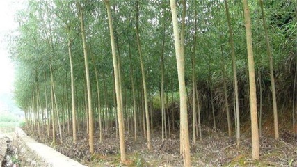 德州行道樹-齊強(qiáng)苗木-大型造樹林