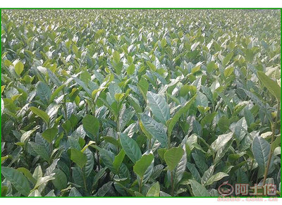 【成都福鼎大白茶苗純正品種#福鼎大白茶苗苗圃】福鼎大白茶苗,價格,廠家,供應(yīng)商,其他農(nóng)業(yè),雅安市名山區(qū)惠農(nóng)苗木種植農(nóng)民專業(yè)合作社 - 產(chǎn)品庫