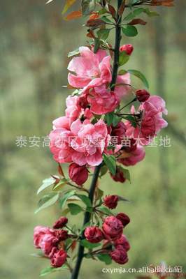 【批發(fā)西府海棠小苗北美海棠苗廠家直銷北美海棠綠化苗木】泰安高新區(qū)誠鑫源苗木基地 - 產(chǎn)品庫