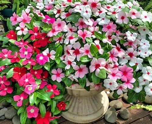 花期超長的4種花卉，一開花就是大半年，還好養(yǎng)